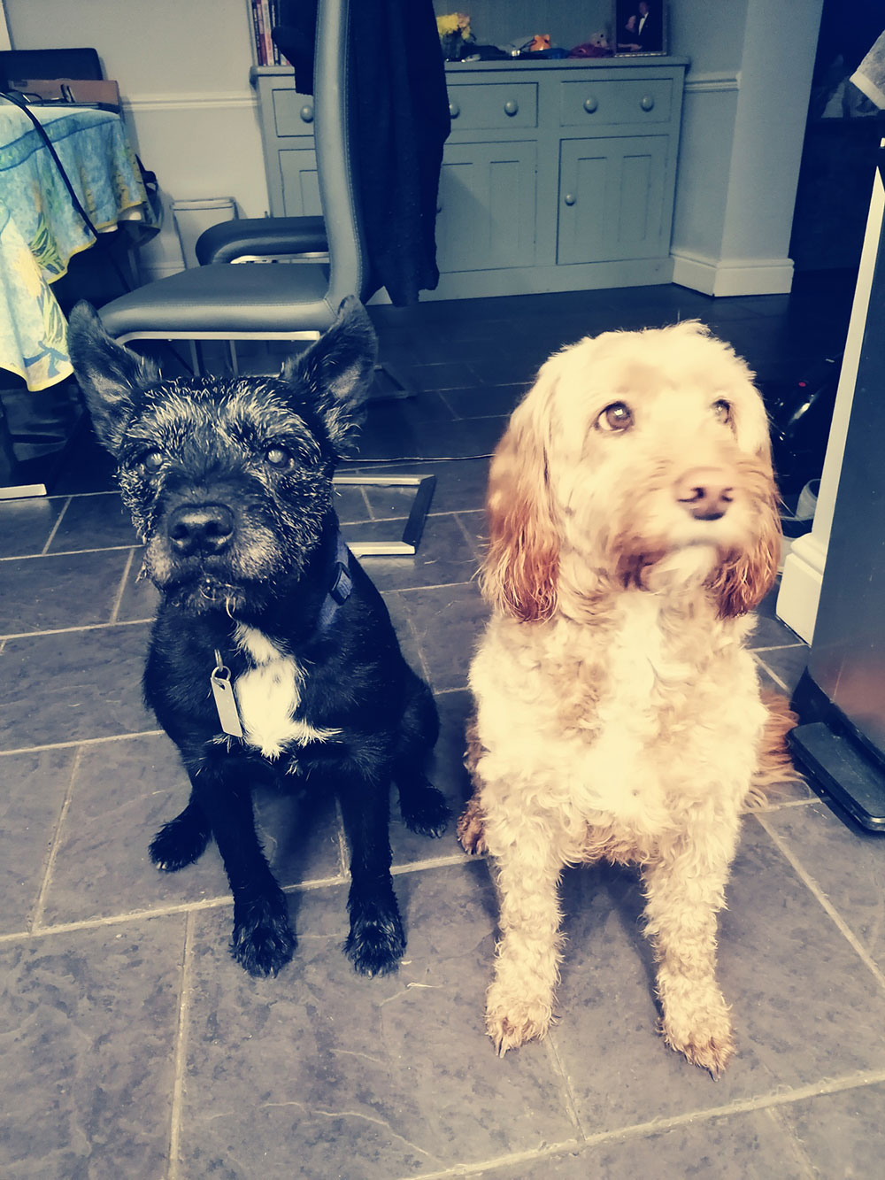 Buckley & Ripley - House / Dog Sitting in Great Kingshill