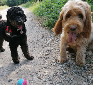 Dog Walk in Kings Wood with Frankie & Buckley